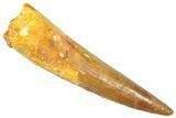 Fossil Spinosaurus Tooth - Real Dinosaur Tooth #361275-1